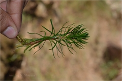 Myriophyllum tuberculatum